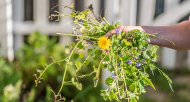 Lapis lazuli - účinná kontrola plevele